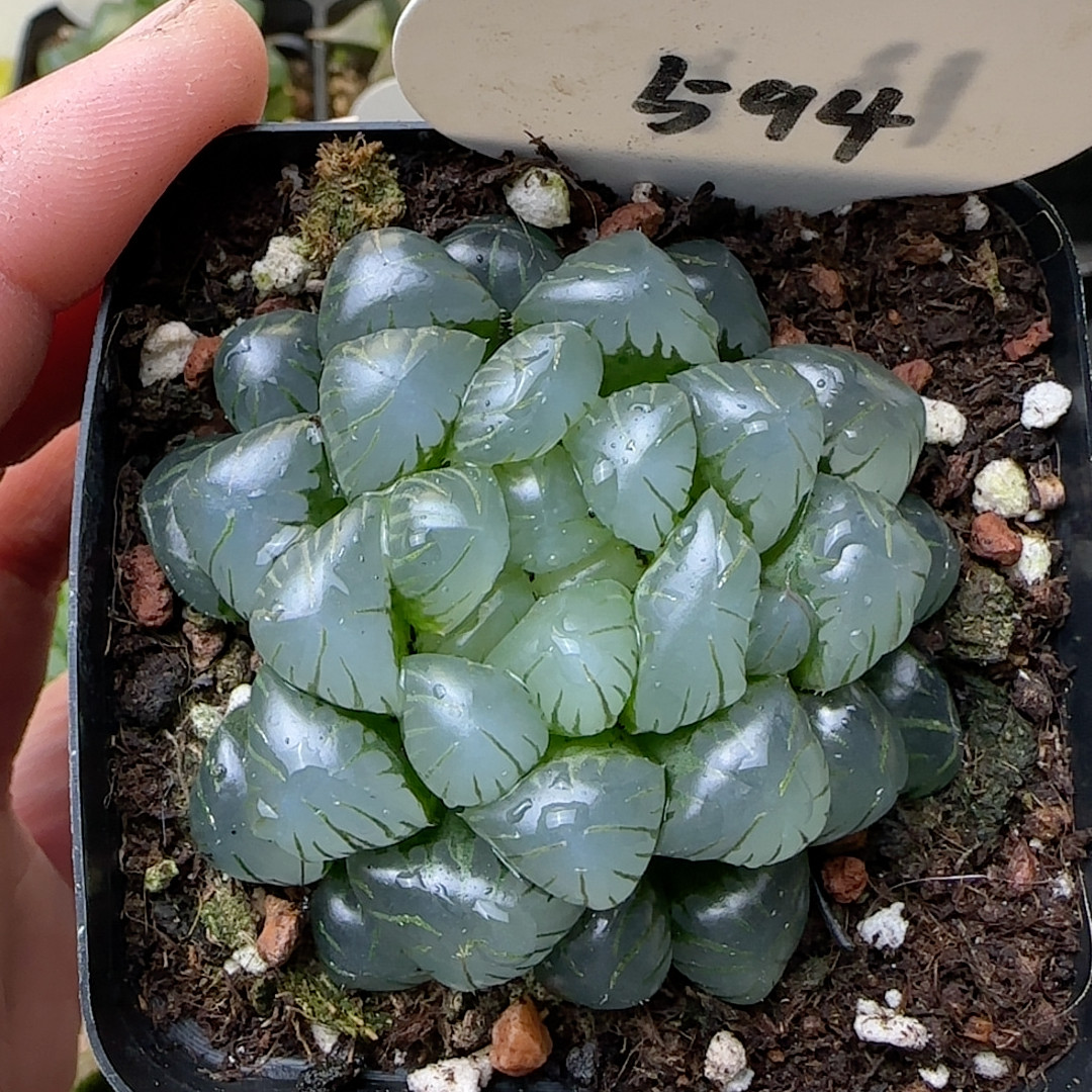 孔明灯 594,鲜花速递/花卉仿真/绿植园艺,多肉植物,淘宝优惠券,粉丝福利购,淘宝优惠卷