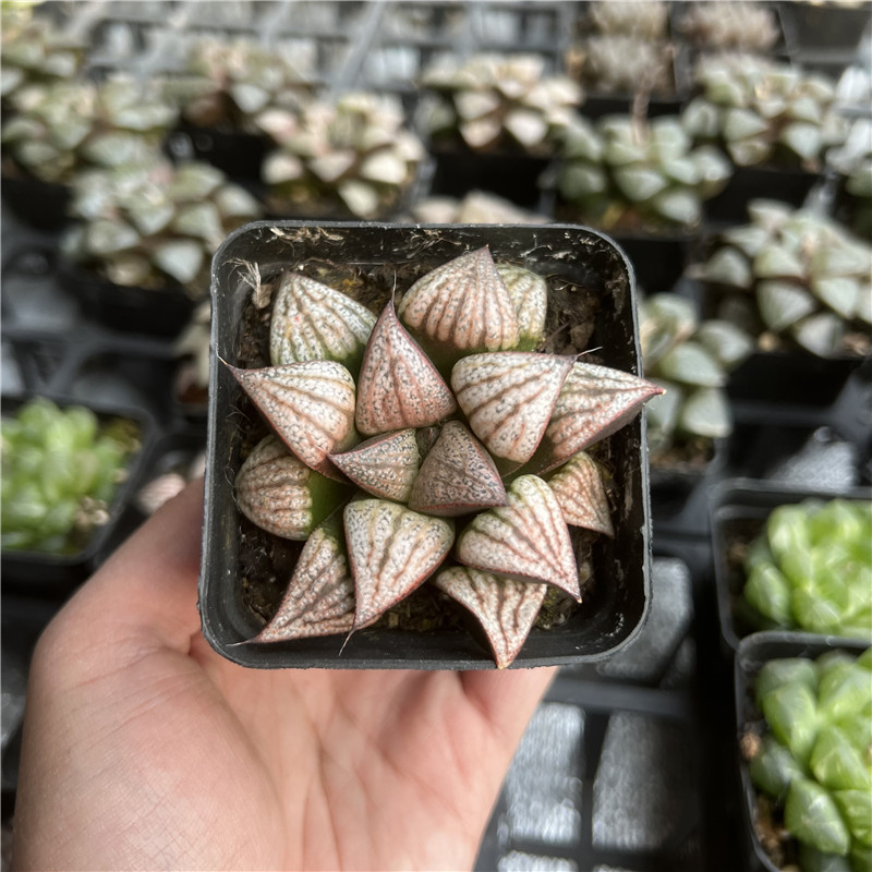 白肌花魁青蟹寿多肉植物