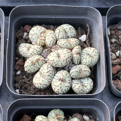 安贞7厘米盆群生多头一件包邮