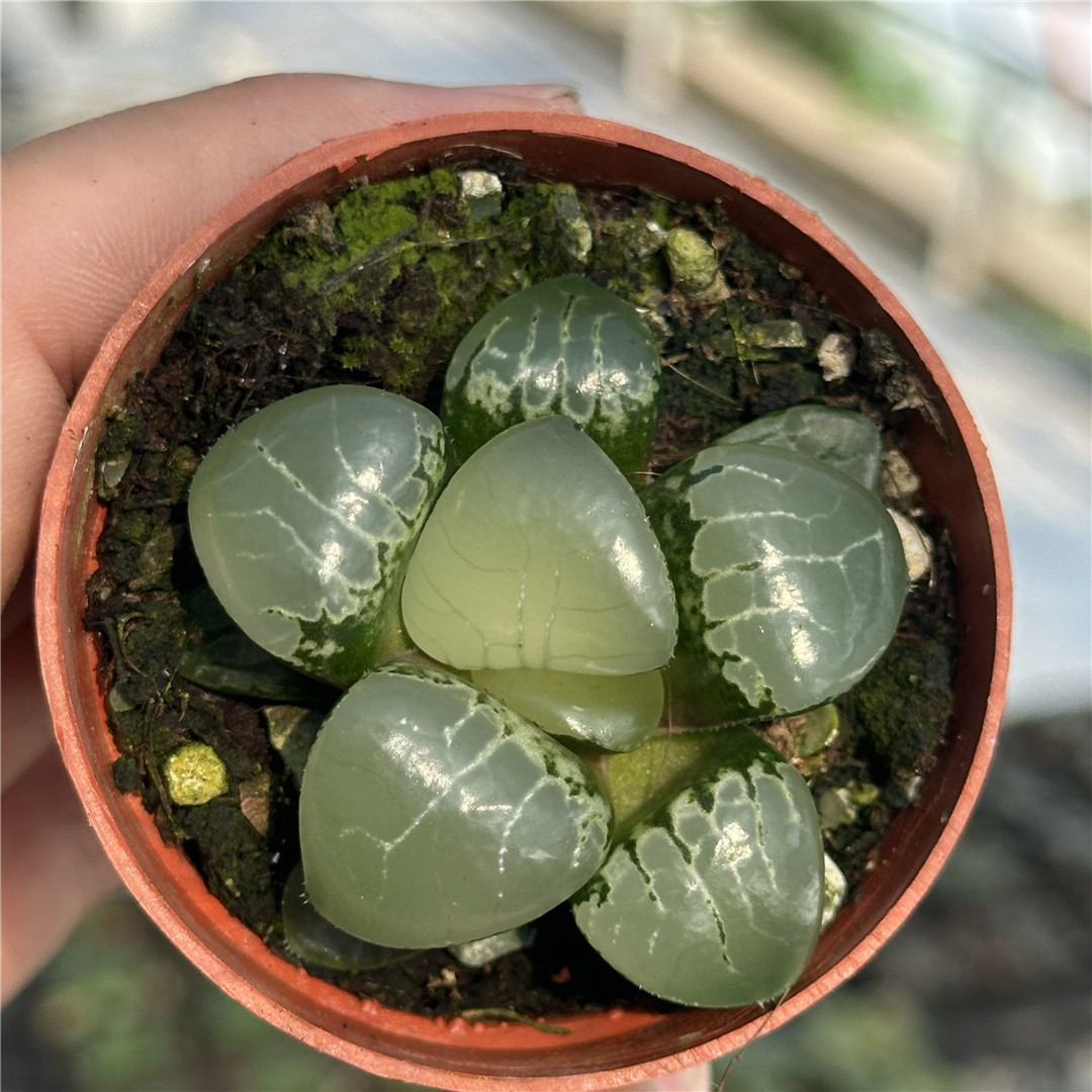 月光女神 多肉植物 十二卷 6厘米盆 冰透油亮 一件包邮 不仅布蔓,鲜花速递/花卉仿真/绿植园艺,多肉植物,淘宝优惠券,粉丝福利购,淘宝优惠卷