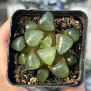 祥凤 多肉植物 十二卷 7厘米盆 油亮通透 单头 一件包邮 不仅布蔓