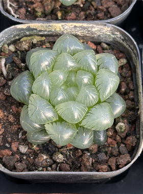 翠冰 多肉植物 十二卷 7厘米盆 冰透偏白色 一件包邮 不仅布蔓