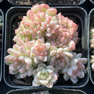 钻石7厘米盆厚叶黄亮透