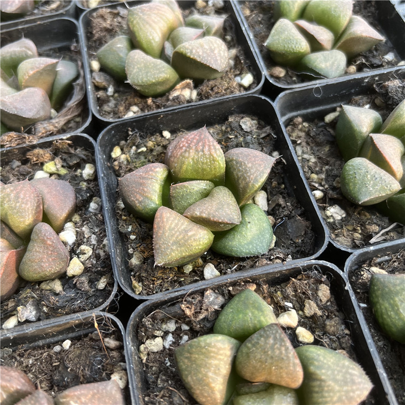 抹茶青蟹 巧克力青蟹 多肉植物十二卷黄绿偏红 一件包邮 不仅布蔓