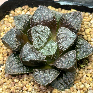 蓝钻 十二卷属 多肉植物 7厘米盆黑底毛刺磨砂 一件包邮 不仅布蔓