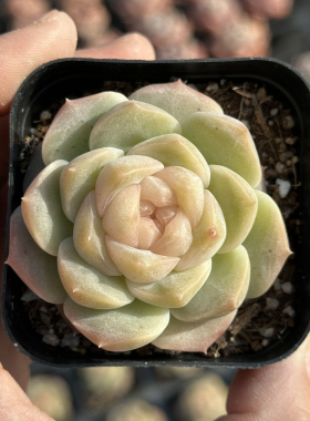 蜜柚 多肉植物 6.5厘米盆 纹理清晰 黄色糖心 一件包邮 不仅布蔓