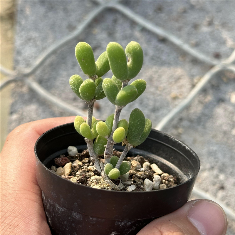 蚕宝宝 多肉植物 枝干番杏 6厘米盆  冰晶颗粒 满30包邮 不