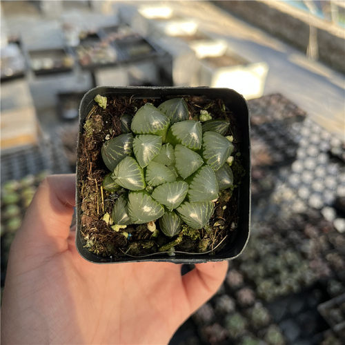 糯玉露6厘米盆十二卷属