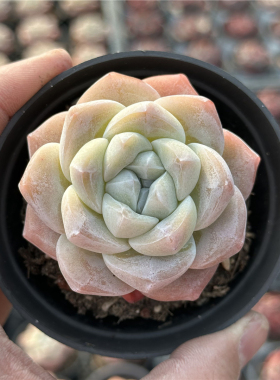冰玉 多肉植物  9厘米盆 纹理清晰 白色大单头 一件包邮 不仅布蔓