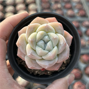 冰玉 多肉植物  9厘米盆 纹理清晰 白色大单头 一件包邮 不仅布蔓