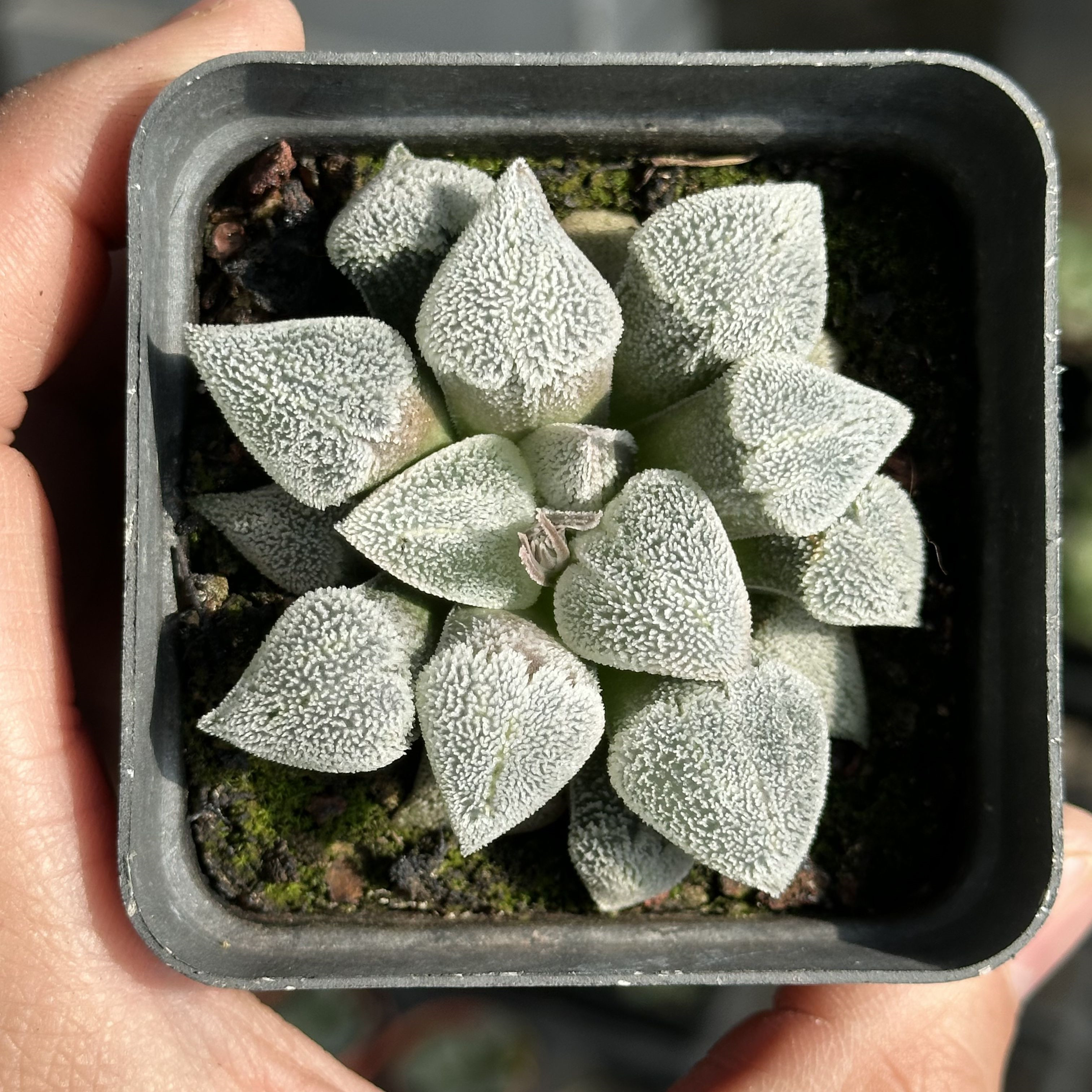 爱心粉雪 多肉植物 十二卷 7厘米盆 粉白色 一件包邮 不仅布蔓