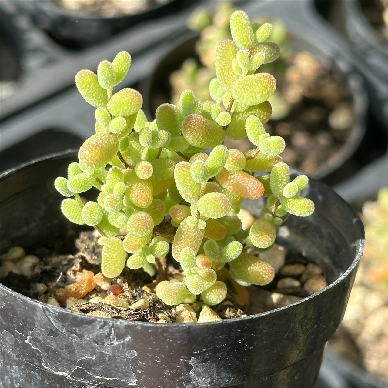 蜜橘 多肉植物 枝干番杏 6厘米盆  紧凑橘红色 满30包邮 不仅布蔓