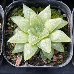 7厘米盆 十二卷 多肉植物 不仅布蔓 一件 包邮 嫩绿黄色 雪花寿