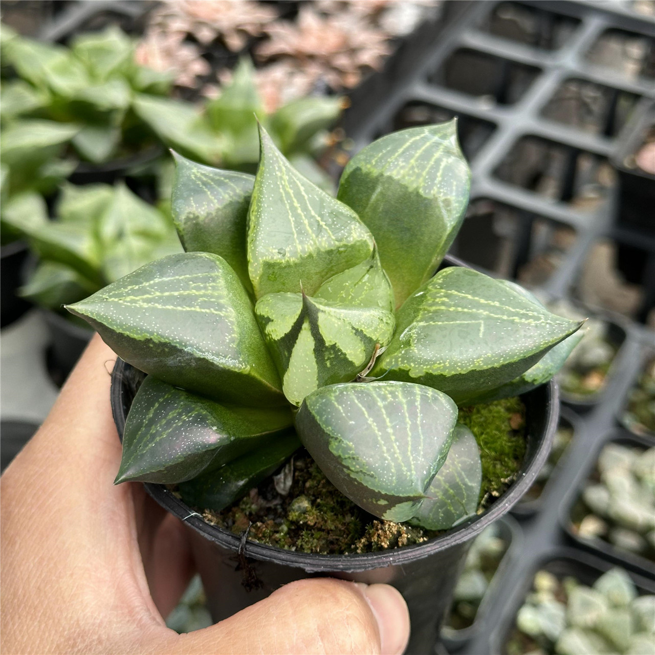 裹般若 十二卷属 多肉植物 9厘米盆 油亮透窗 一件包邮 不仅布蔓,鲜花速递/花卉仿真/绿植园艺,多肉植物,淘宝优惠券,粉丝福利购,淘宝优惠卷