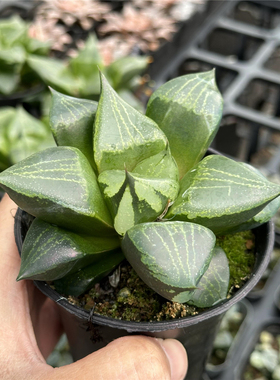 裹般若 十二卷属 多肉植物 9厘米盆 油亮透窗 一件包邮 不仅布蔓