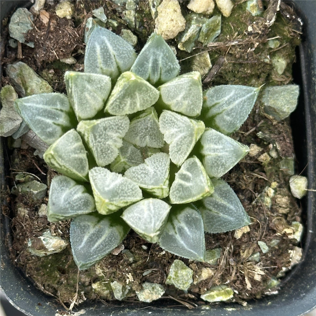 爱心寿 多肉植物 6.5厘米盆 爱心叶子白色磨砂 一件包邮 不仅布蔓