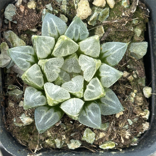 爱心寿 多肉植物 6.5厘米盆 爱心叶子白色磨砂 一件包邮 不仅布蔓