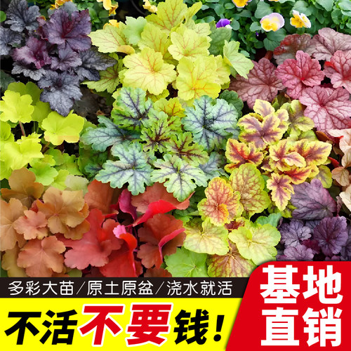 多彩矾根110盆四季常青不落叶彩叶植物盆栽庭院花园地栽耐阴耐寒