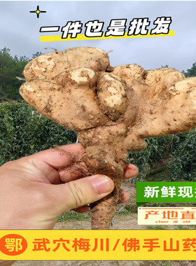 【新鲜现挖】湖北武穴特产佛手山药梅川百元山药天然种植产地直发