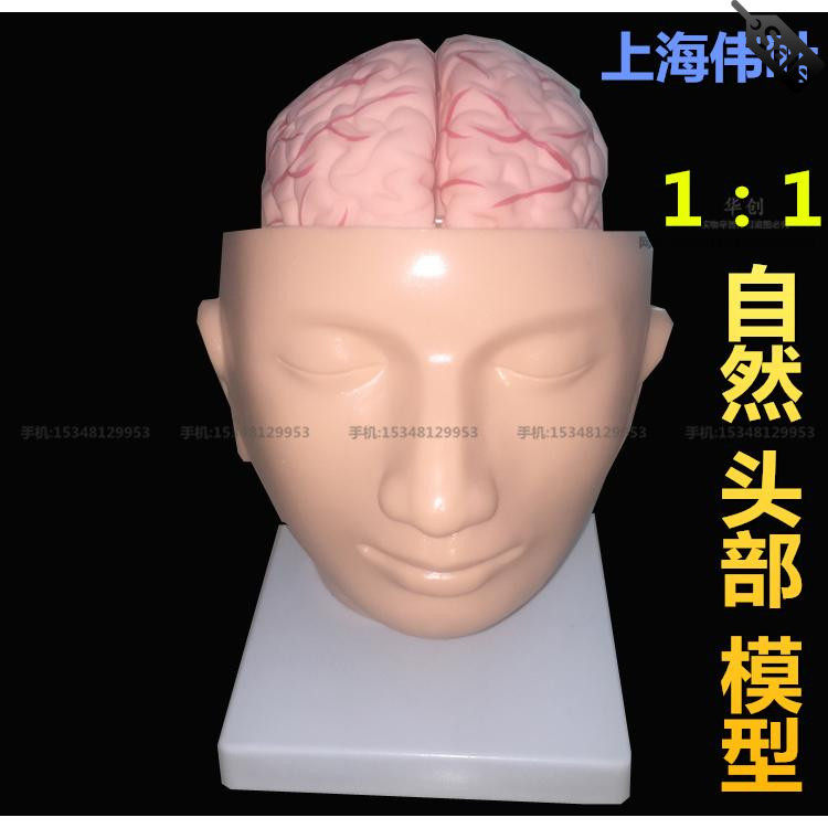 医学仿真颅脑模型颅骨附脑头骨头颅大脑血管标本颅脑解剖软质大脑