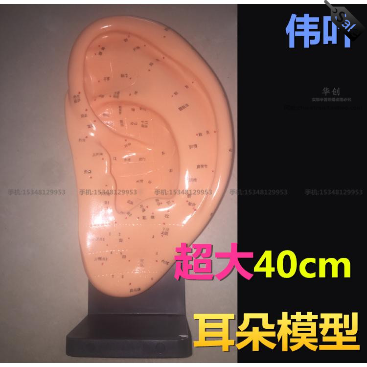 正伟叶经络通大耳部模型耳朵穴位耳贴穴位反射区耳模按摩针灸40cm