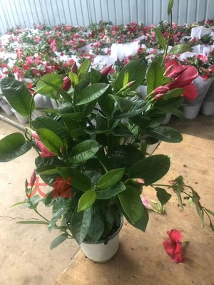 杏色直播间飘香藤包邮