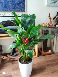 蝎尾蕉，火烈鸟 红鹤 吉祥鸟带花盆栽直播看