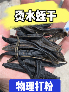 螞蟥干 無添加當(dāng)天發(fā)貨假一賠十打粉請備注 水煮水蛭干 燙干水蛭