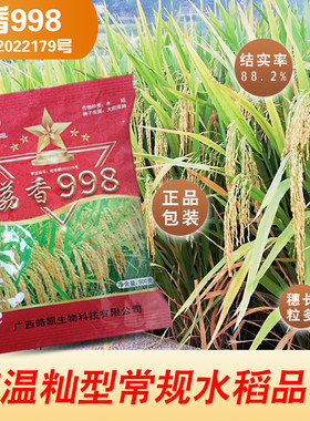 高端浓香型国标一级香米常规晚稻水稻种子荔香998可留种水稻种