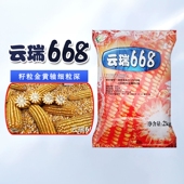 正宗云川玉米种子云瑞668杂交玉米种适应1000 2000中高海拔区域种