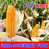 原装 包谷种子万千968玉米种子硬粒型适合云南贵州广西广东种植
