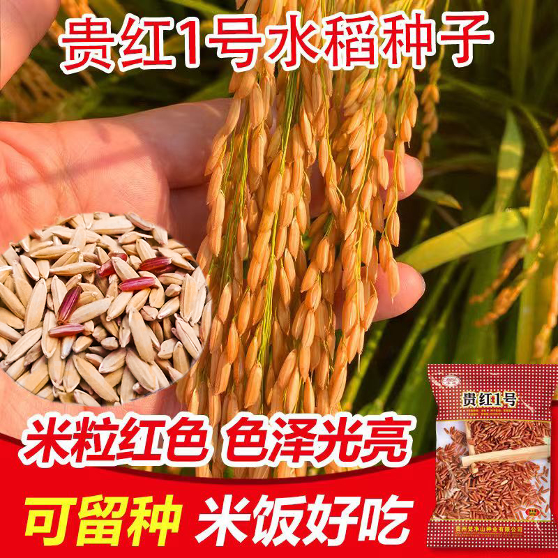低糖杂粮红米贵红1号水稻种子营养丰富大穗型长粒型维生素高500g