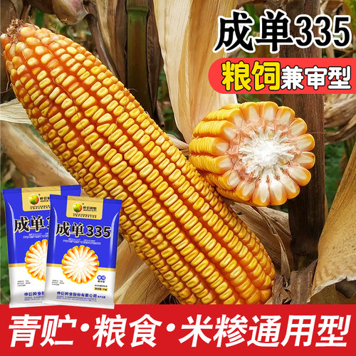 国审青贮玉米种子成单335产量高