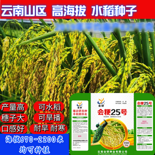 常规水稻粳稻种子可留种会粳25号水稻种子动云南高海拔水稻种