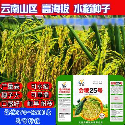 常规水稻粳稻种子可留种会粳25号水稻种子动云南高海拔水稻种