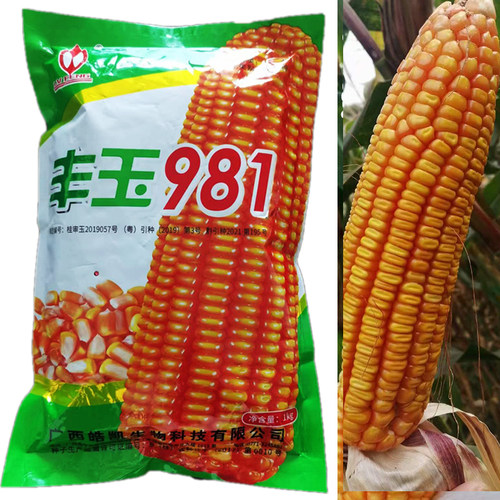 广西玉米种子硬粒型玉米品种丰玉981齿深低热河谷区域1kg/袋