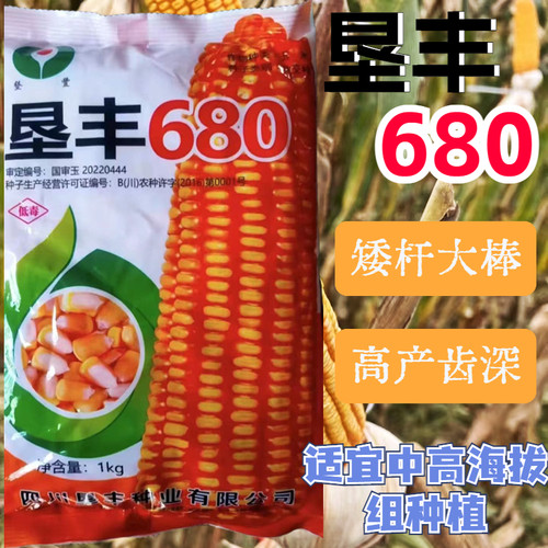 矮杆大棒王垦丰680云贵川中高海拔矮杆大棒牙齿深玉米种子垦丰680