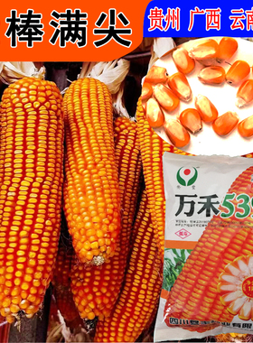 矮杆大棒王万禾539玉米种子适宜低热河谷中低海拔区域深齿大棒