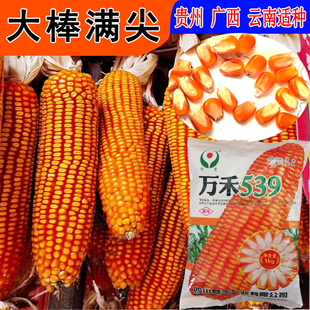 矮杆大棒王万禾539玉米种子适宜低热河谷中低海拔区域深齿大棒