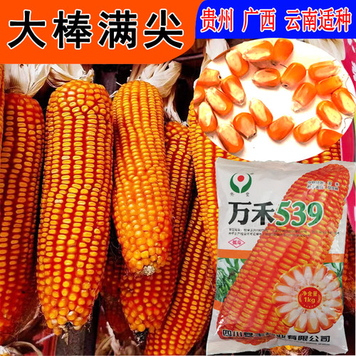 矮杆大棒王万禾539玉米种子适宜低热河谷中低海拔区域深齿大棒