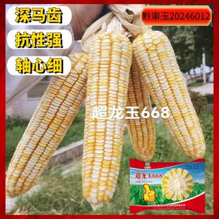 正品杂交黄白粒玉米种子超龙玉668黄白双色粮食玉米种子包谷种子