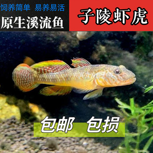 子陵虾虎鱼苗活体活鱼观赏鱼趴地虎冷水淡水鱼练手鱼溪流原生鱼