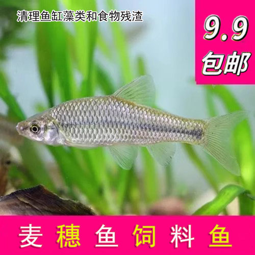 麦穗鱼苗活体饲料鱼原生冷水鱼清洁水藻清理食物残渣可混养鳑鲏鱼