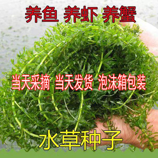 轮叶黑藻鲜草伊乐藻养虾吃不败活体小龙虾养殖水草四季淡水鱼虾蟹