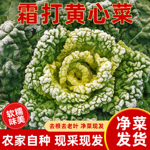 黄心菜新鲜新鲜蔬菜菊花心黄心乌塌菜青菜霜冻菜火锅配菜包邮
