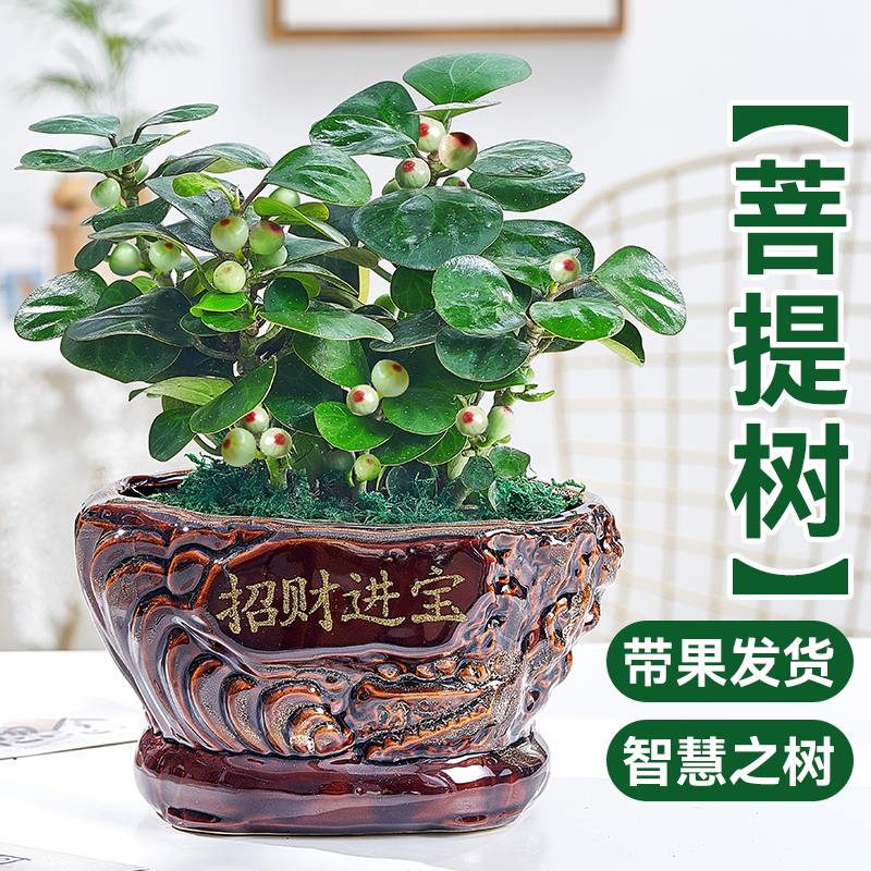 菩提树盆栽植物室内花四季好养活客厅办公室桌面绿植盆景小盼菩提