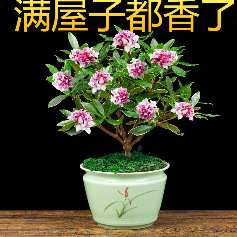 耐寒花卉金边瑞香盆栽室内客厅阳台芳香开花不断四季常青净化空气