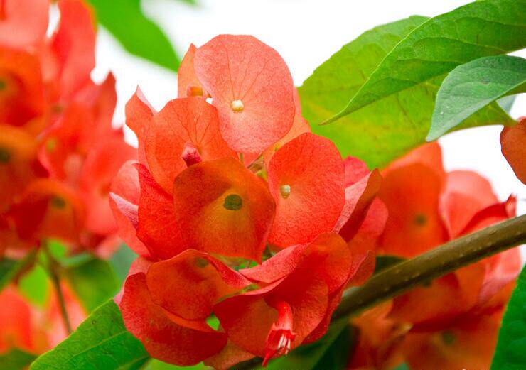 木本花卉 冬红花 又名阳伞花 帽子花  花期长 冬天开花越开越红