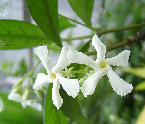 风车茉莉银丝茉莉花成串素馨