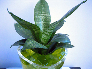 阳台室内多肉绿植盆栽 绿叶短叶虎皮兰  虎尾兰